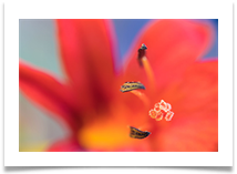 10 - Attempts at macro - Bill Rigby